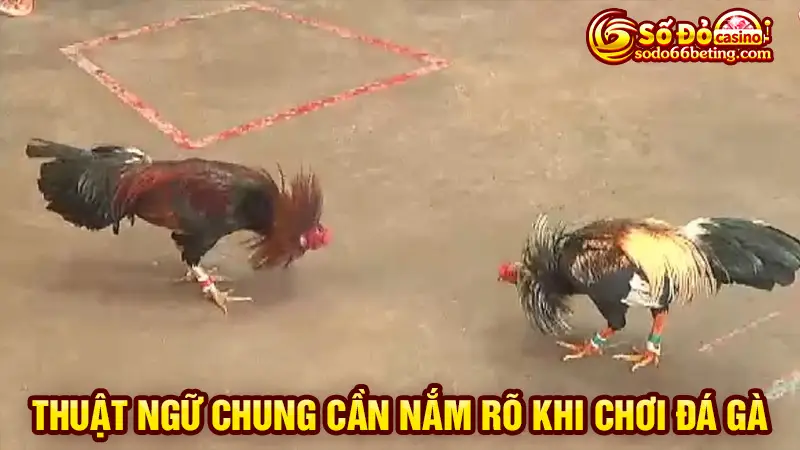 Thuật ngữ chung cần nắm rõ khi chơi đá gà