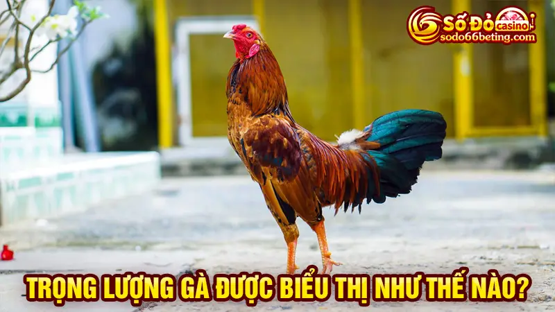 Trọng lượng gà được biểu thị như thế nào?