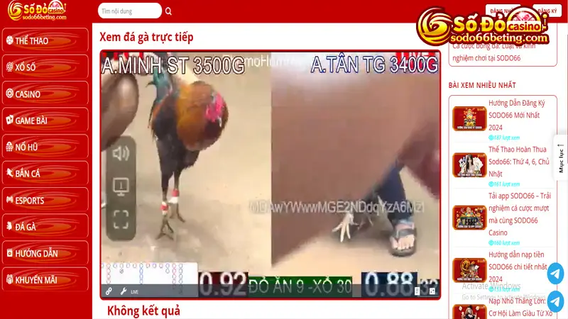 Trực tiếp đá gà hấp dẫn mỗi ngày